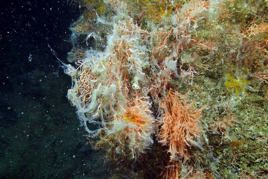 Marmara'da depremden sonra en büyük felaket sinsi sinsi gerçekleşiyor! Hiç kimse farkında değil, böyle görüntülendi 4